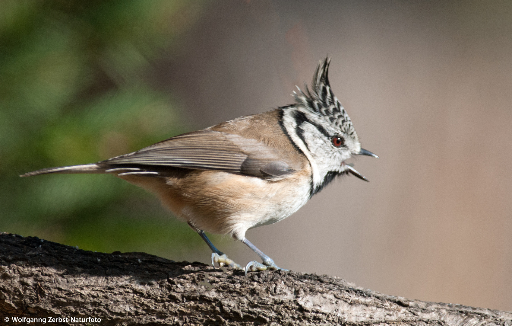 --- Haubenmeise  ---   ( Parus cristatus )