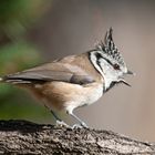 --- Haubenmeise  ---   ( Parus cristatus )