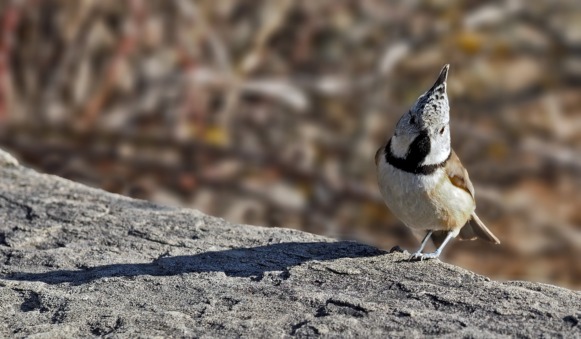 Haubenmeise (Parus cristatus) - La mésange huppée à la montagne.