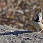 Haubenmeise (Parus cristatus) - La mésange huppée à la montagne.