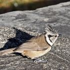 Haubenmeise (Parus cristatus) - Mésange huppée.