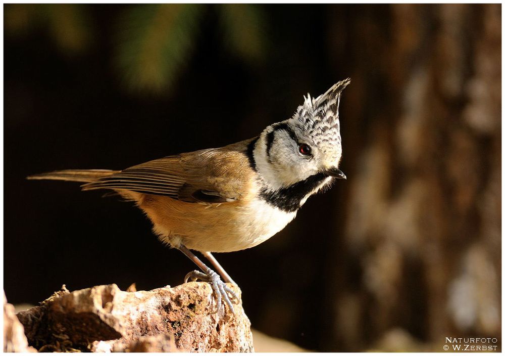 - Haubenmeise - ( Parus cristtus )