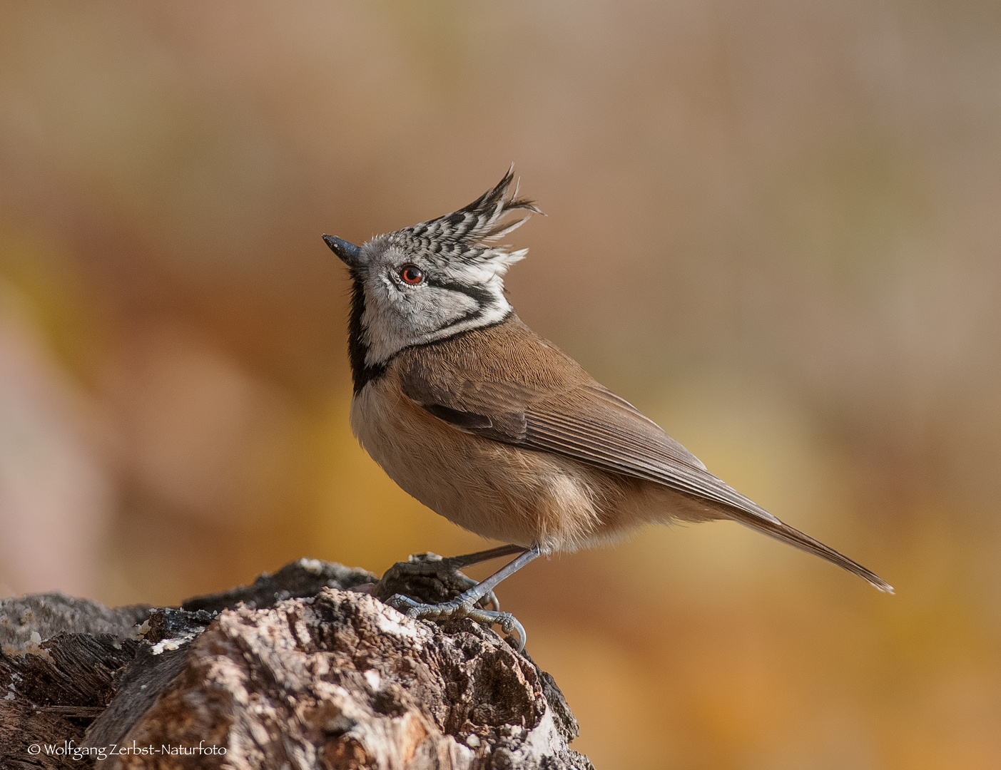   - Haubenmeise - ( Parus cristtus )