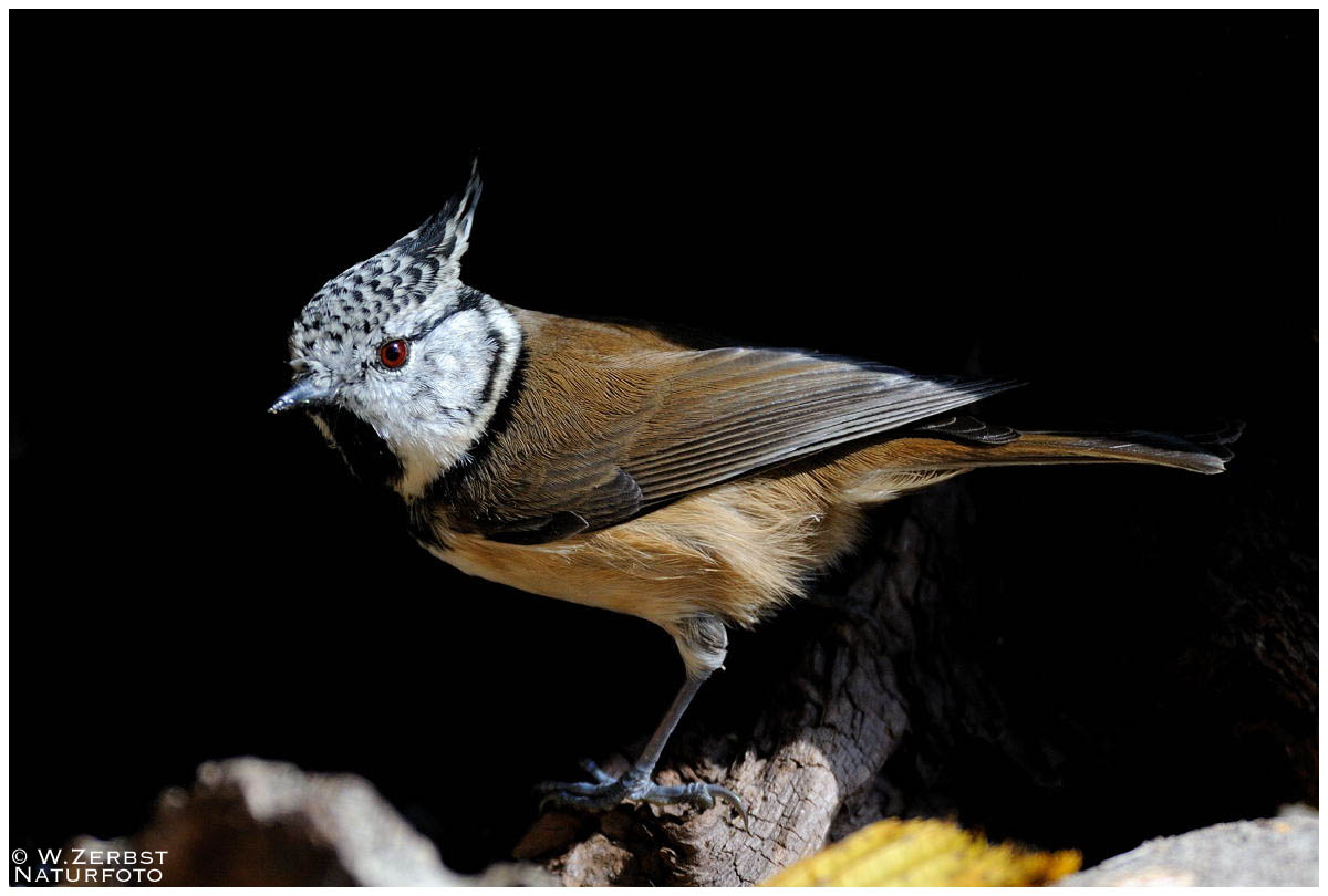 - Haubenmeise - ( Parus critatus )