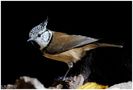 - Haubenmeise - ( Parus critatus ) von Wolfgang Zerbst - Naturfoto