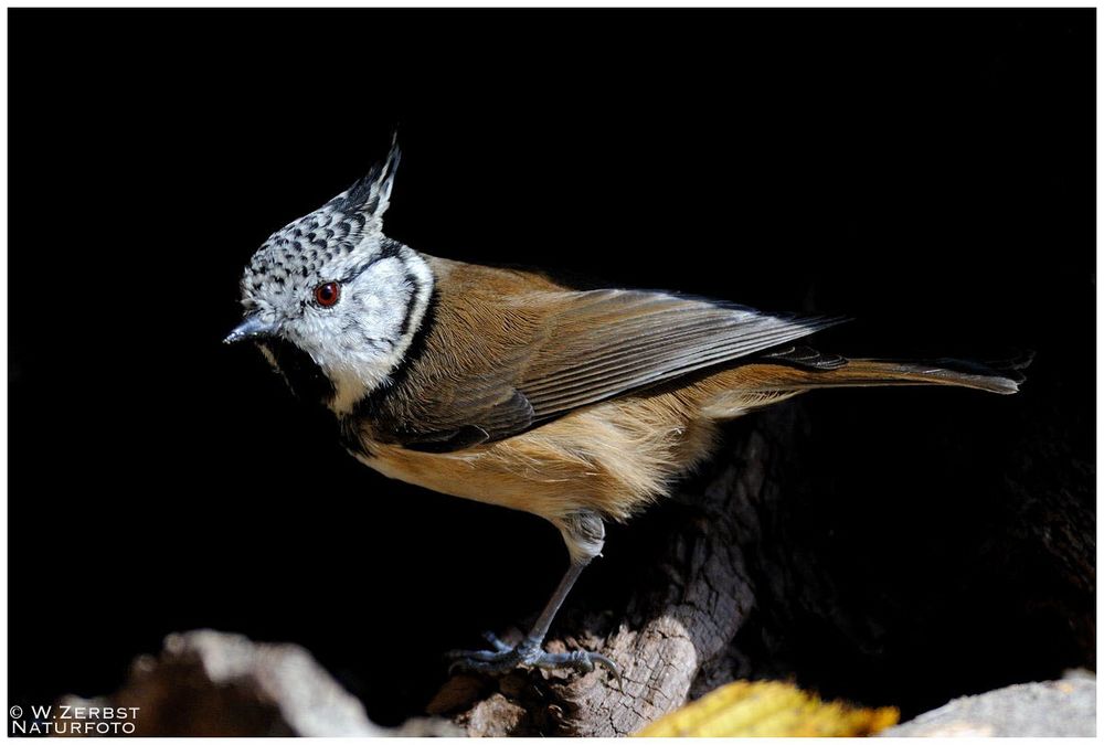 - Haubenmeise - ( Parus critatus )