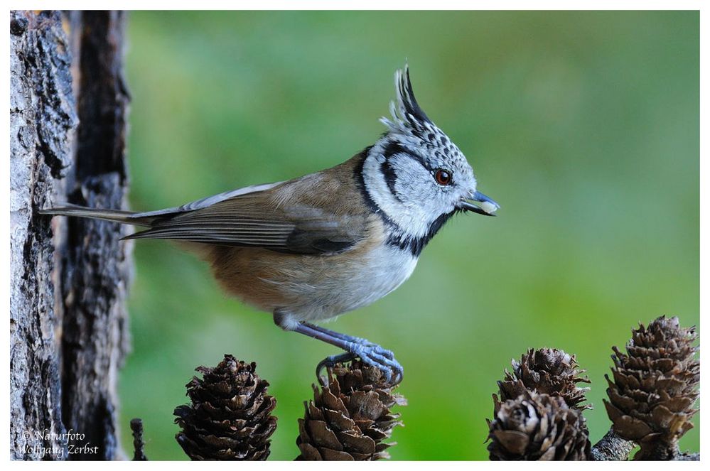 --- Haubenmeise --- ( Paruus cristatus )