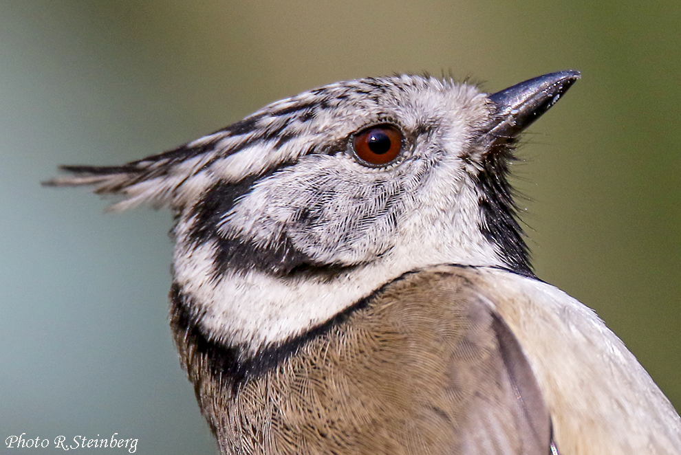 Haubenmeise-Portrait