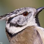 Haubenmeise-Portrait