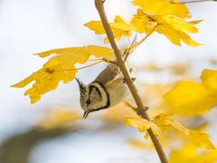 Haubenmeise und der Herbst