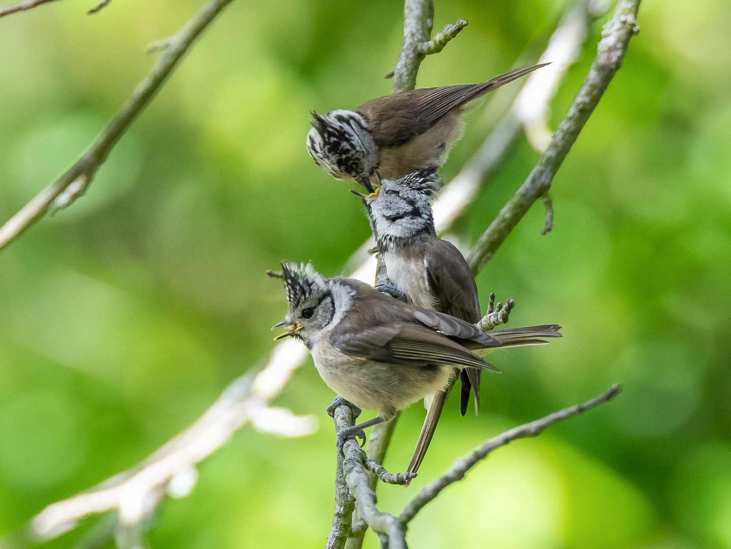 Haubenmeisen - Fütterung der Jungvögel ...