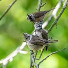 Haubenmeisen - Fütterung der Jungvögel ...