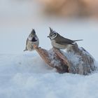 Haubenmeisen im Schnee