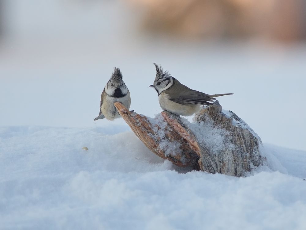 Haubenmeisen im Schnee