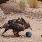 Haubenmilan  -  Black-breasted Kite