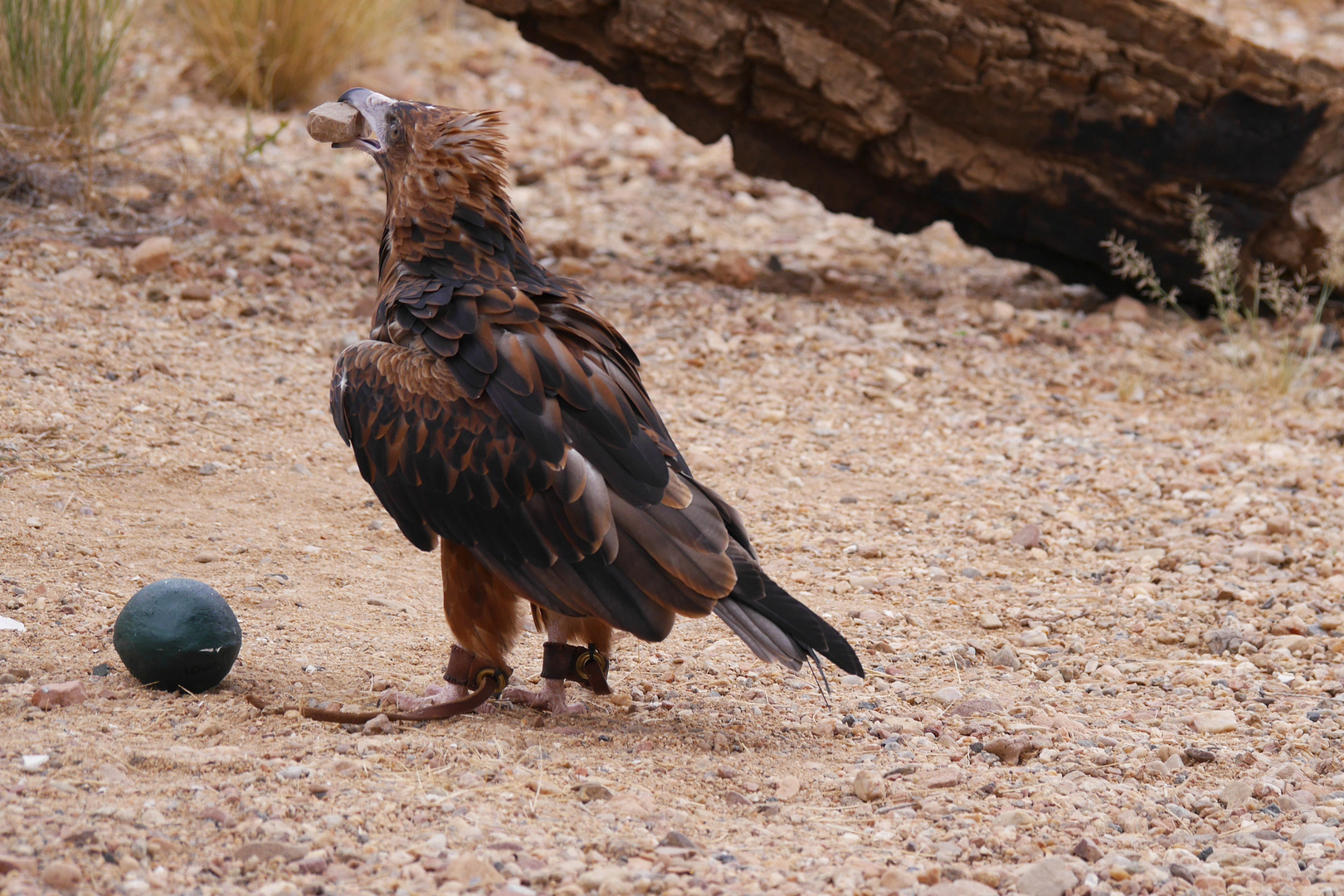 Haubenmilan  -  Black-breasted Kite