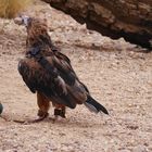 Haubenmilan  -  Black-breasted Kite