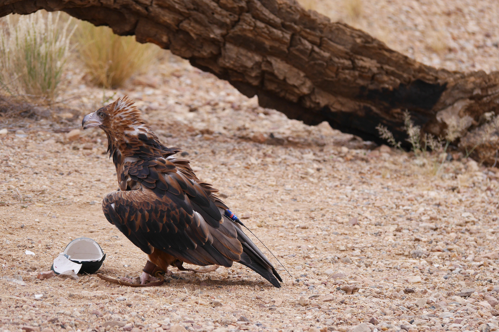 Haubenmilan  -  Black-breasted Kite