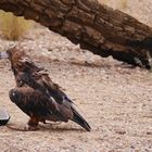 Haubenmilan  -  Black-breasted Kite