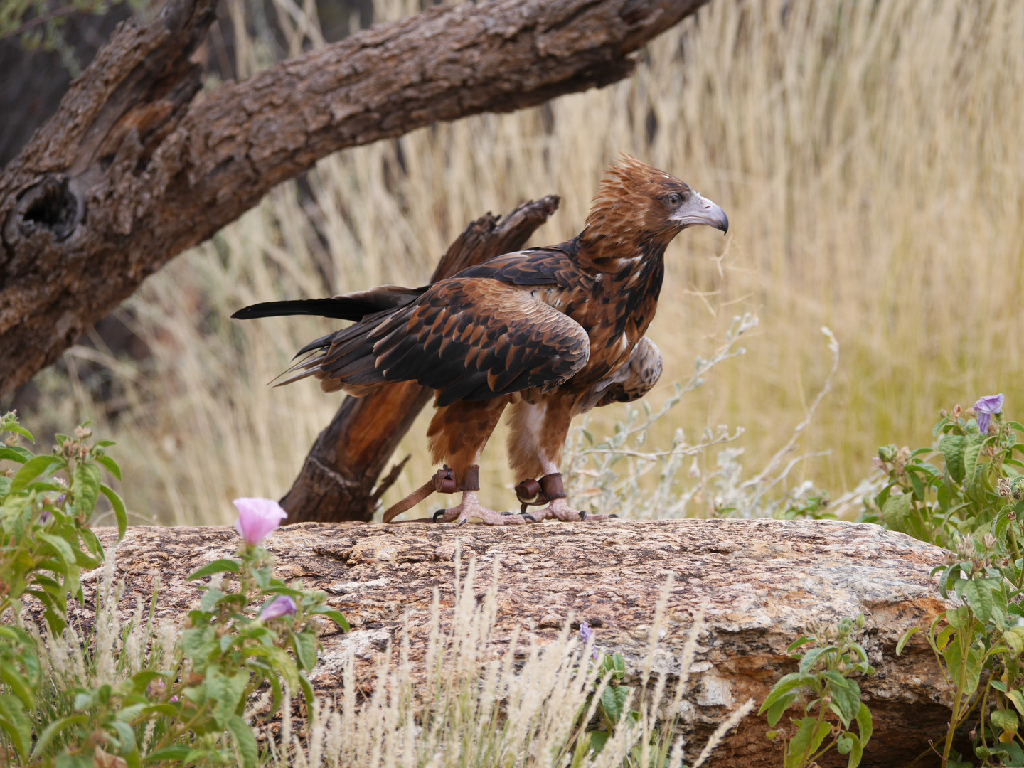 Haubenmilan  -  Black-crested Kite