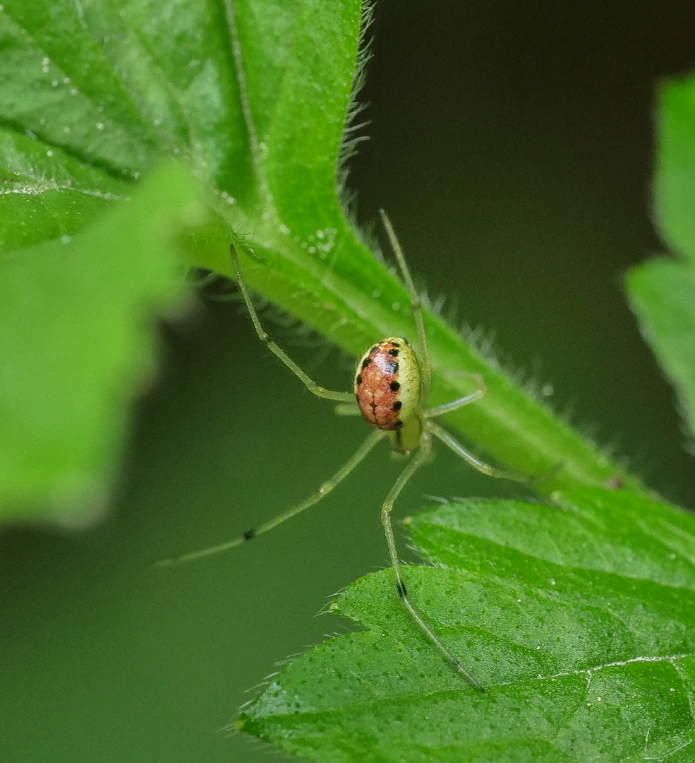 Haubennetzspinne, Enoplognatha sp. (E. ovata oder E. latimana)_1