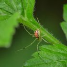 Haubennetzspinne, Enoplognatha sp. (E. ovata oder E. latimana)_1