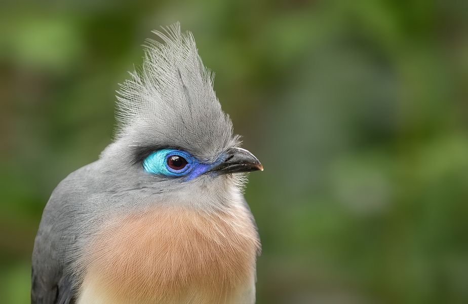 Haubenseidenkuckuck
