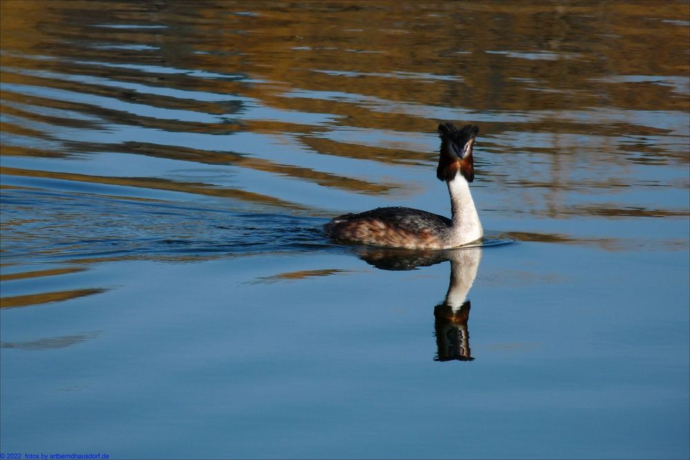 Haubentacher auf See Foto & Bild | tiere, wildlife, wild lebende vögel ...