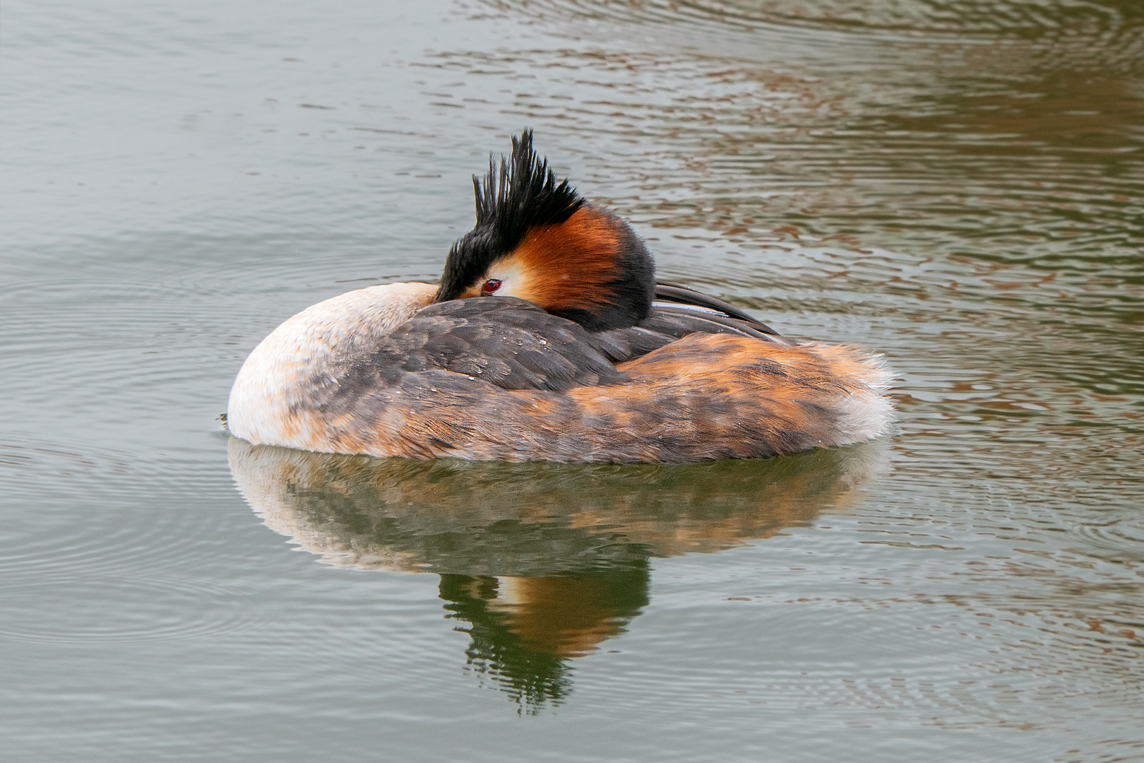 Haubentaucher