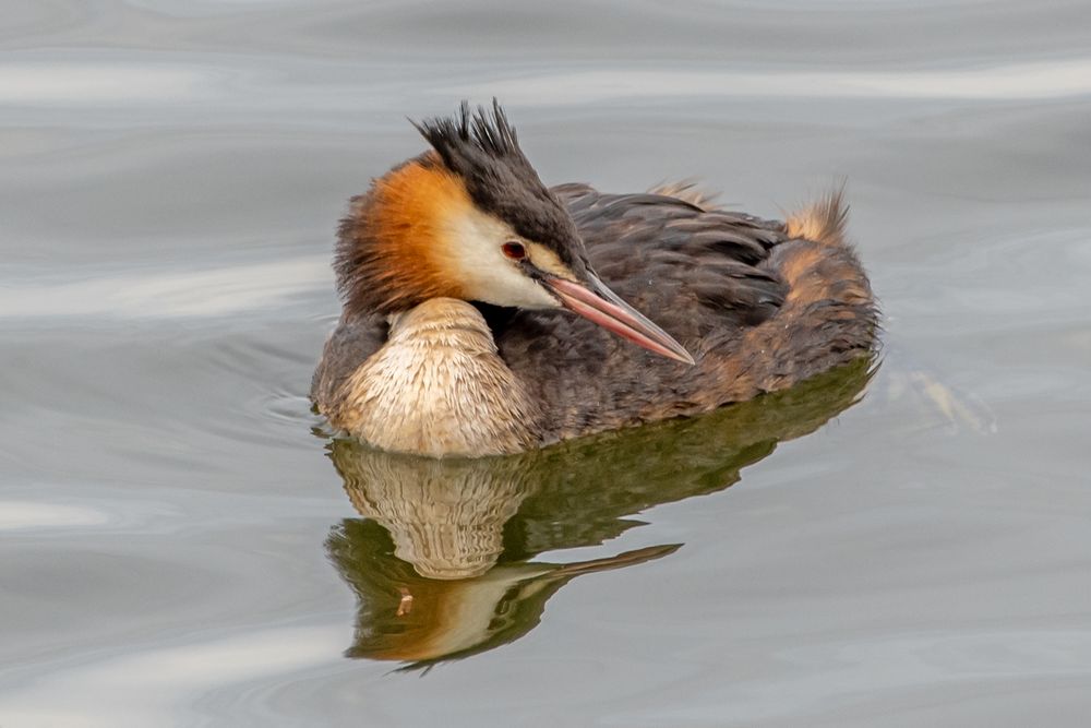 Haubentaucher