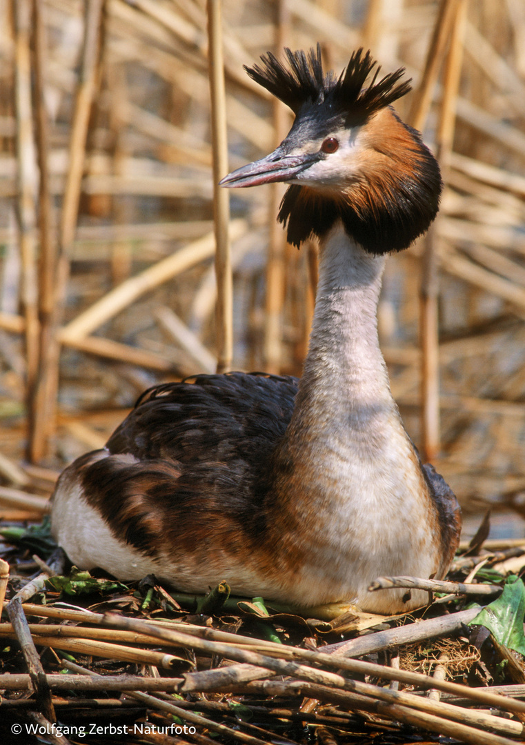 --- Haubentaucher 3 ---  ( Podiceps cristatus )