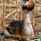 --- Haubentaucher 3 ---  ( Podiceps cristatus )