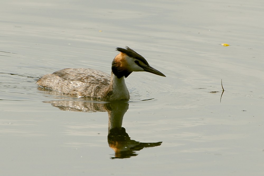 Haubentaucher