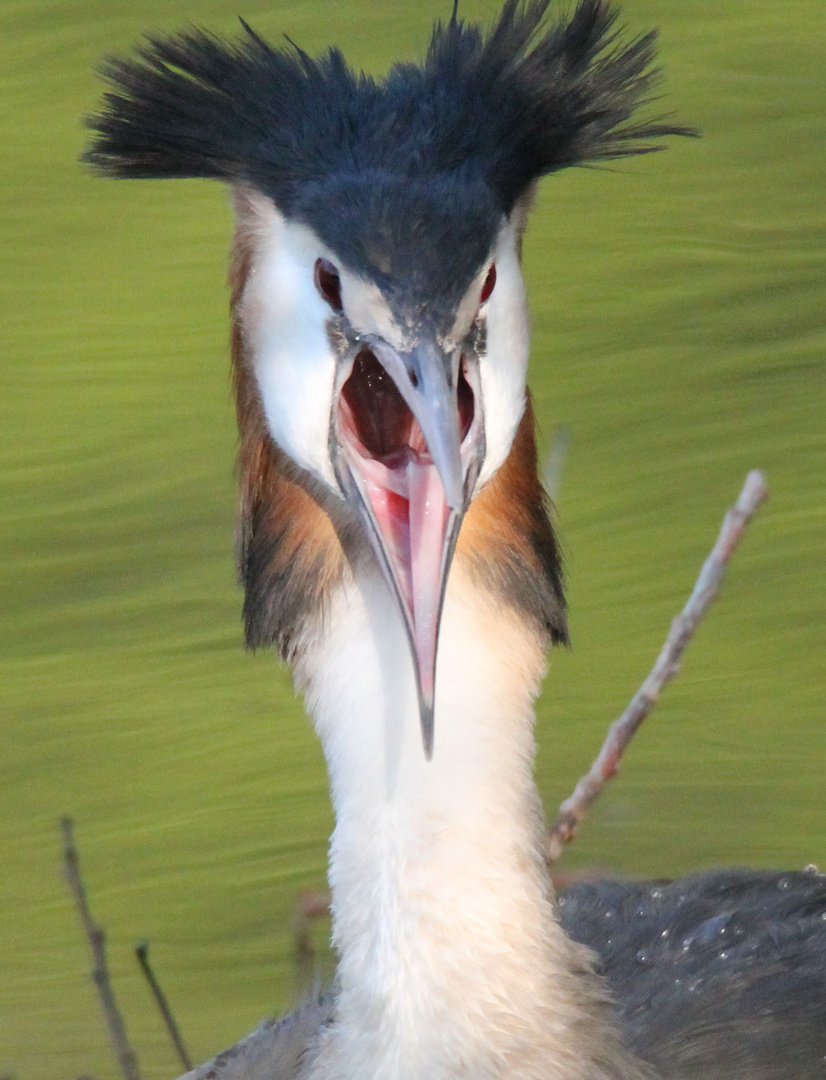 Haubentaucher