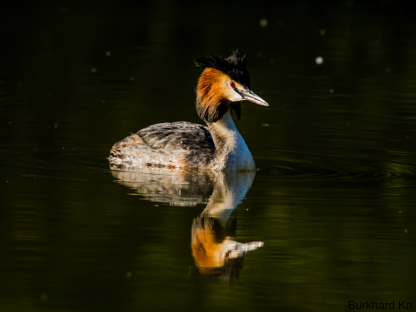 Haubentaucher am Abend