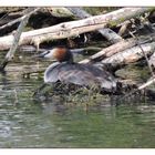 Haubentaucher am Angelsee