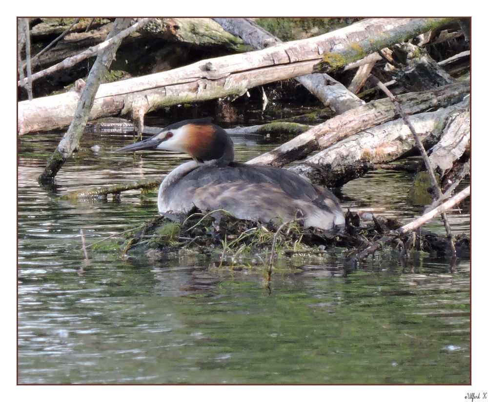 Haubentaucher am Angelsee