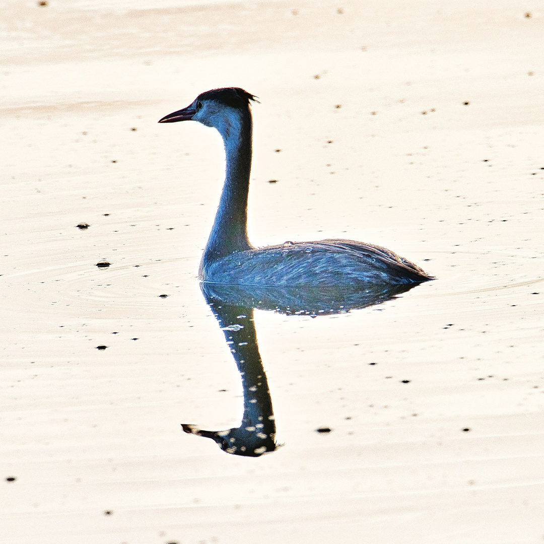 Haubentaucher am Blankensee