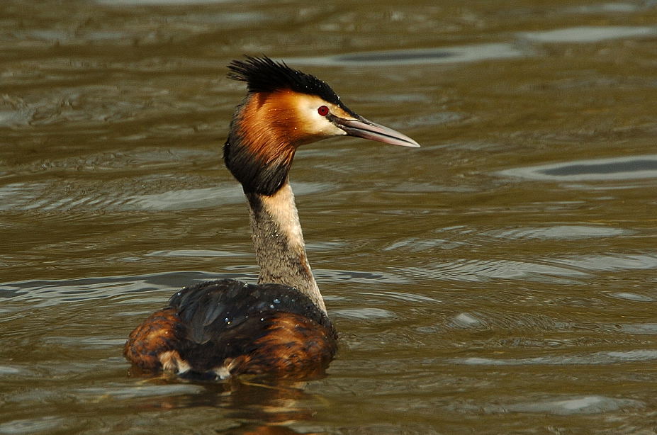 Haubentaucher am Bramfelder See