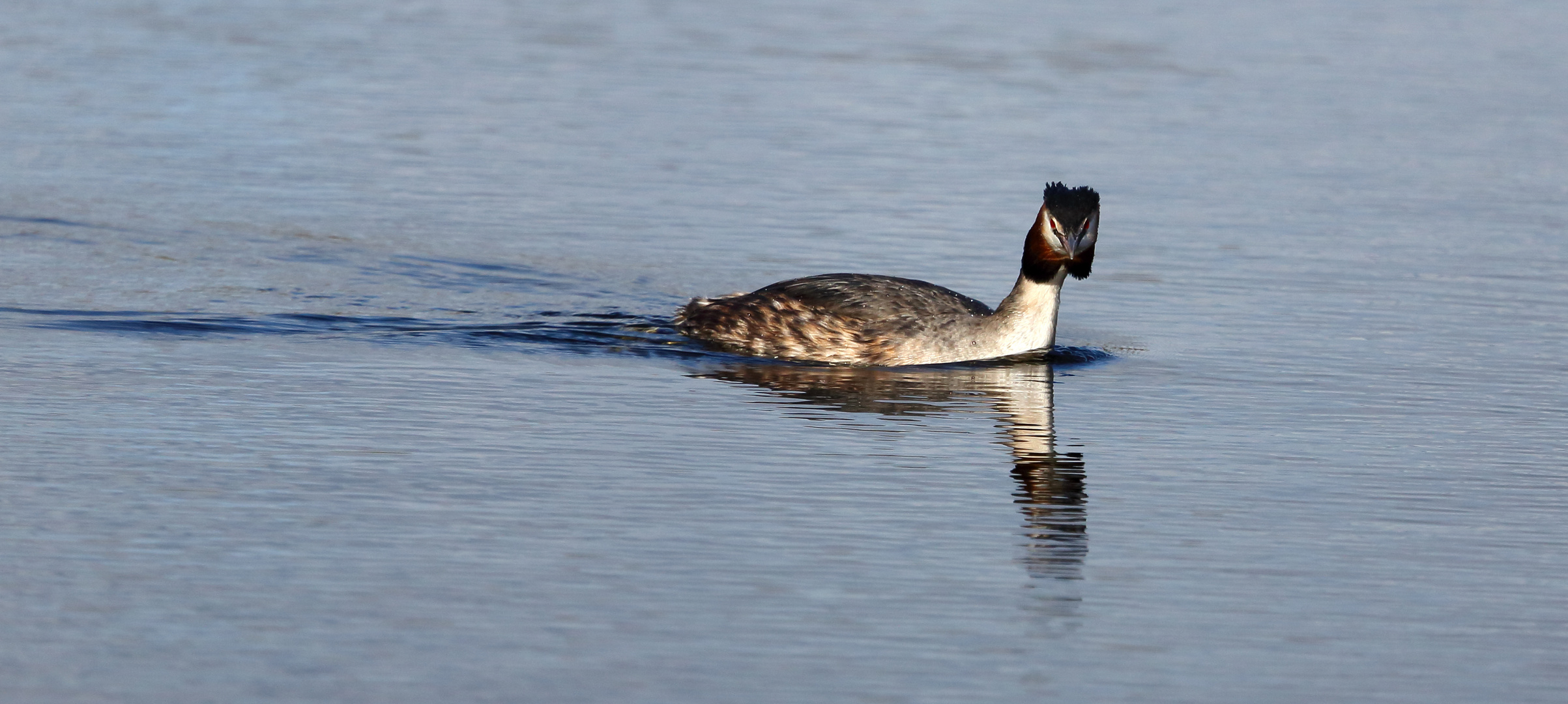 Haubentaucher am Bruchsee (I)