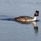 Haubentaucher am Bruchsee (I)