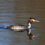 Haubentaucher am Bruchsee (II)