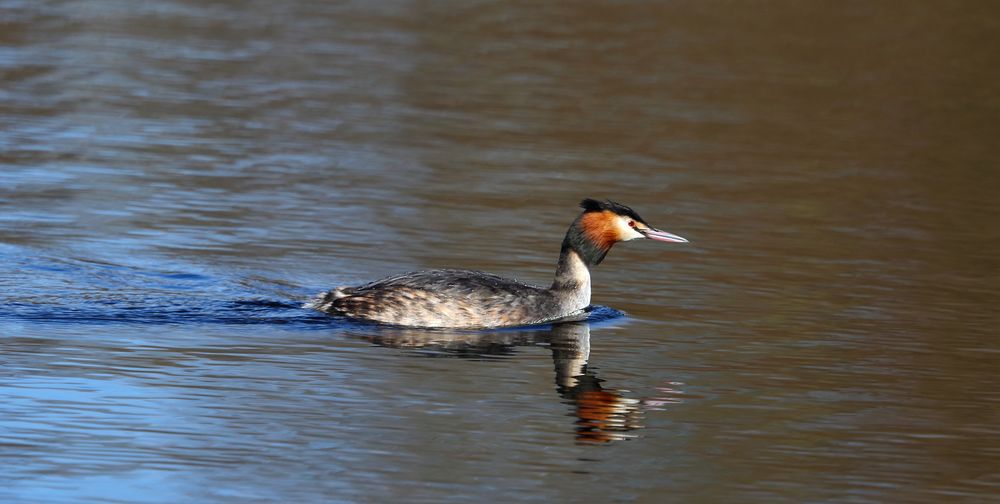 Haubentaucher am Bruchsee (II)