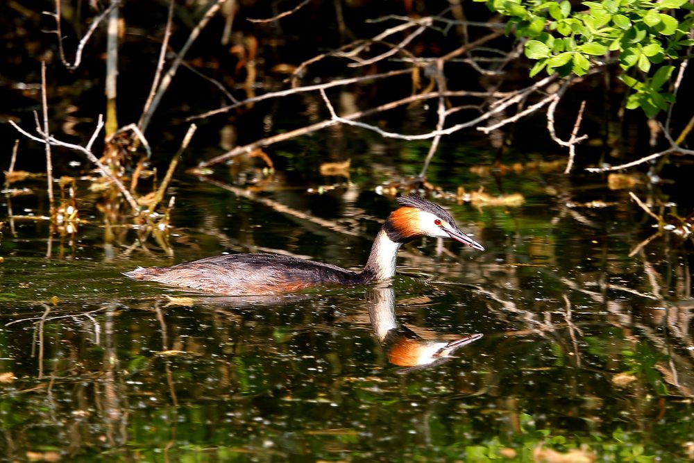 Haubentaucher am Bruchsee (IIIa)