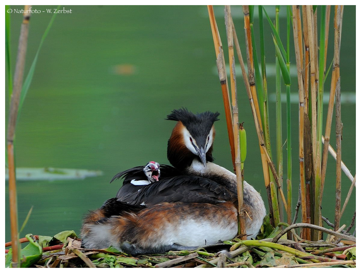 ---- Haubentaucher am ersten Tag ---- ( Podiceps cristatus )