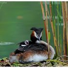 ---- Haubentaucher am ersten Tag ---- ( Podiceps cristatus )