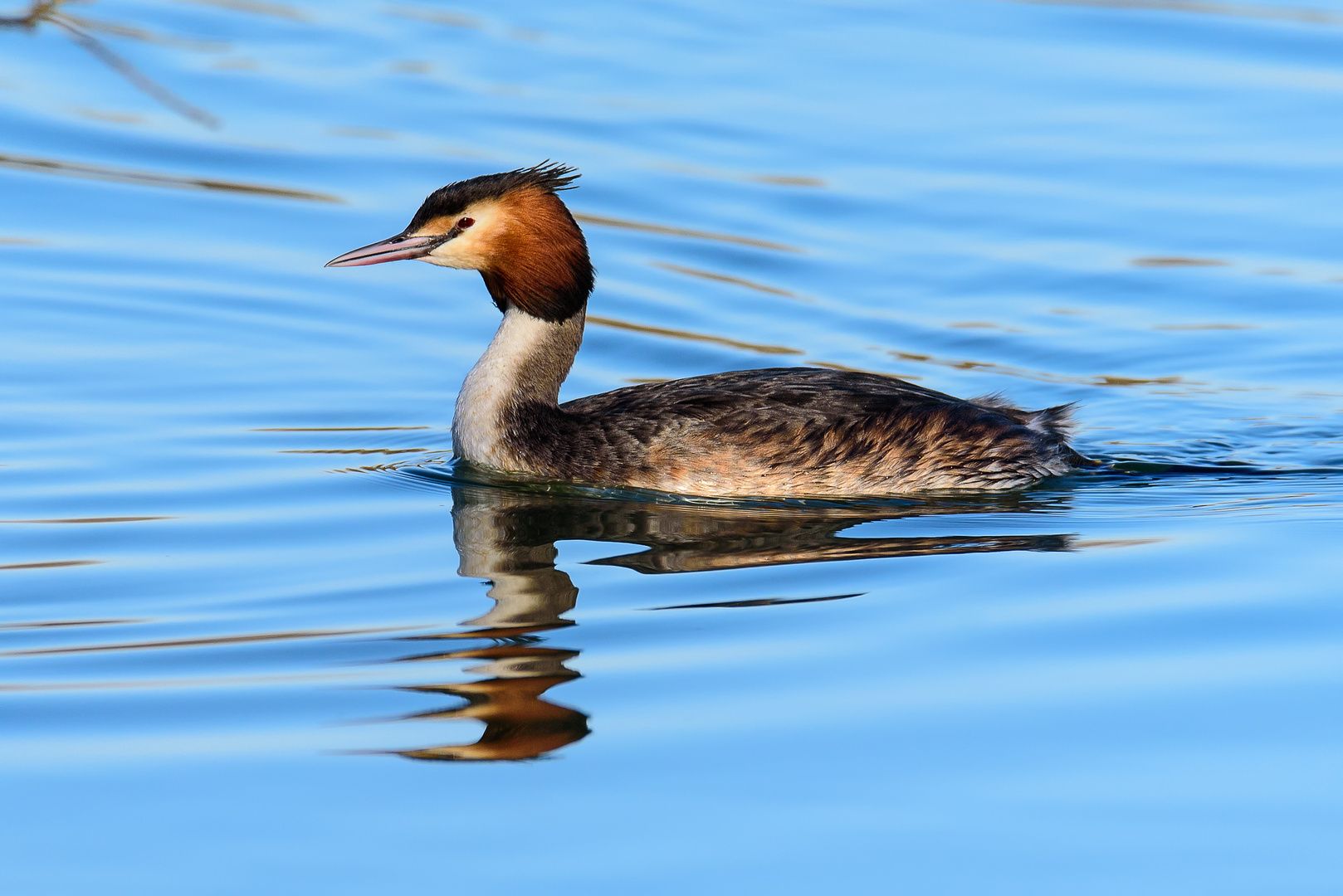 Haubentaucher am Fasaneriesee, München