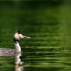 Haubentaucher am Griebnitzsee