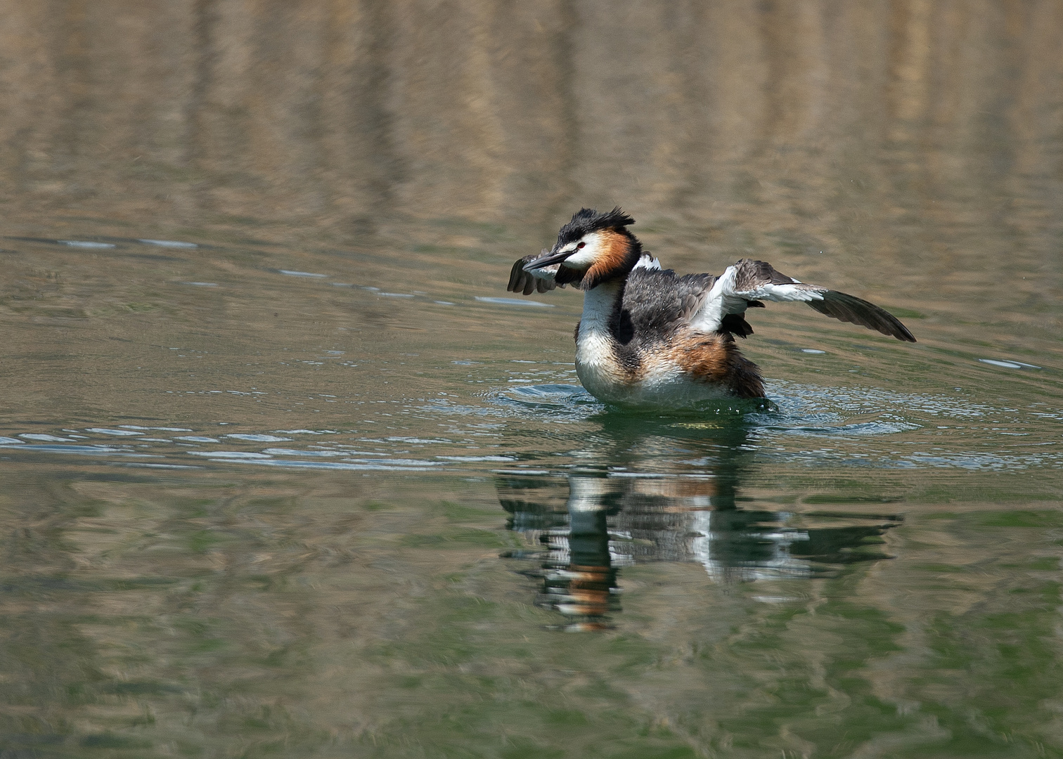 Haubentaucher am Idrosee