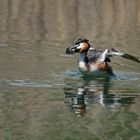 Haubentaucher am Idrosee